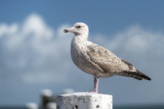Young seagull Larus marinus on a mooring post in a harbor in the Northern Netherlands
