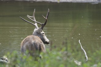 Male elaphure deer in water