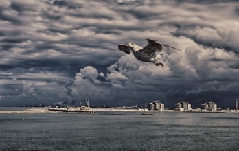 A seagull in the sky over the Baltic Sea, 2015