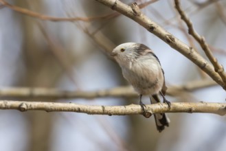 Long-tailed tit on branch (Aegithalos caudatus) Cute little Bird
