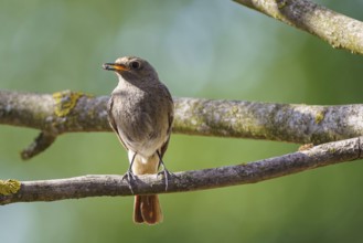 The black redstart (Phoenicurus ochruros) standing on the branch with prey