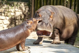 Two hippopotamus mother and son