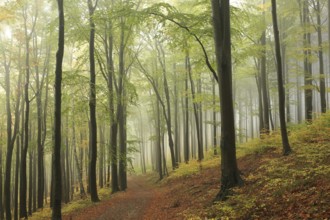 Trail through the beech forest in a foggy weather, Bischofskoppe Mountain, October, Poland