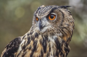 Eurasian Eagle-Owl (Bubo bubo) in the scrubland in Provence. Tarascon, Arles, Montagnette, Bouches
