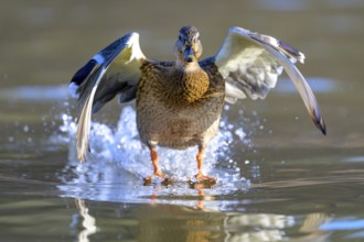 A mallard (Anas platyrhynchos) takes off from the water with outstretched wings, Guxhagen, Hesse,