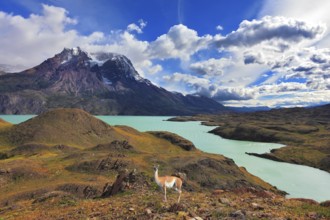 Early autumn in Patagonia. National Park Torres del Paine. On the yellowed grass stands guanaco -