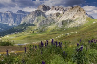 View over the meadows and the flowers in the Sella Group