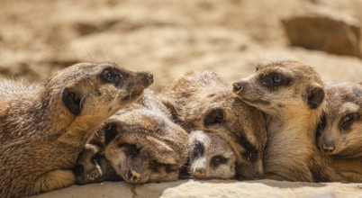 Meerkat (Suricata suricatta), meerkat
