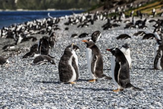 Gentoo penguins (Pygoscelis papua) on Martillon Island, Beagle Channel, Ushuaia, Argentina