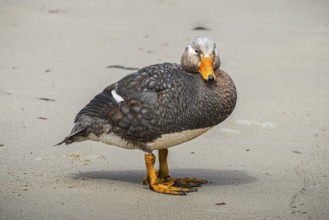 Falkland Steamer Duck (Tachyeres brachydactyla), male animal, drake, Pebble Island, Falkland