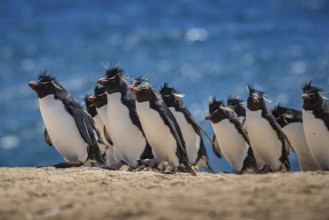 Rockhopper penguins (Eudyptes chrysocome) on the way to their colony, Pebble Island, Falkland