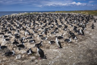 Blue-eyed Cormorant (Phalacrocorax atriceps), also Imperial shag, breeding colony, Pebble Island,