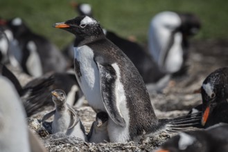 Gentoo penguins (Pygoscelis papua) on a nest with two chicks, Pebble Island, Falkland Islands,
