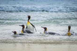 King penguins (Aptenodytes patagonicus) coming out of the sea, Volunteer Point, Falkland Islands,