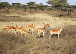Mpala (Aepyceros) in Serengeti National Park, Tanzania, East Africa