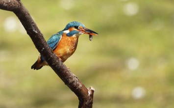 A Common Kingfisher (alcedo atthis) in the Reed, Heilbronn, Germany