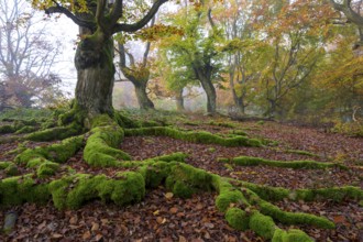 Trees with widely branched, moss-covered roots on autumnal forest floor
