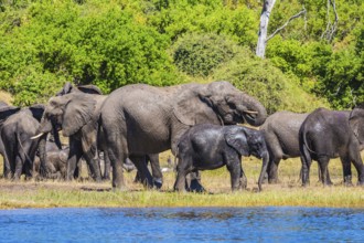 The concept of exotic and active tourism. Large herd of African elephants at the watering. River