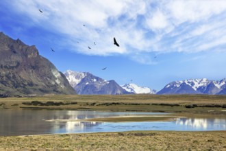 The wide valley surrounded by snow-capped mountains. A flock of Andean condors flying on the lake