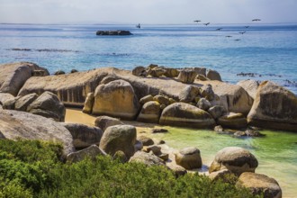 The concept of active and ecotourism. Boulders Penguin Colony in the Table Mountain National Park,