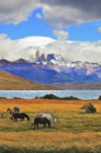 On the horizon, towering cliffs Torres del Paine. Gray and black horse grazing in a meadow near the