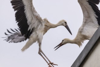 Two young storks in a dynamic movement on a roof, Straubing, Lower Bavaria