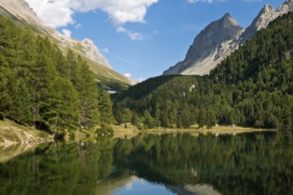 Der Palpuognasee (romanisch Lai da Palpuogna) ist ein See im Kanton Graubünden in den