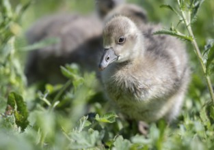 Greylag Goose, Gosling