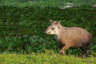 Close-up of a Tapir walking along a lagoon with water plants in afternoon light, Pantanal Wetlands,