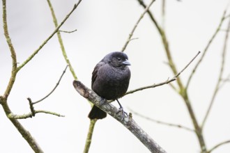 Close-up of a Sooty grassquit perched on a bare branch against bright background, Serra da