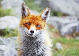 Portrait of wild red fox