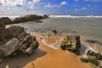 Flight of birds of passage above coast of Mediterranean sea