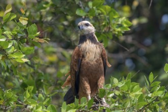 Fish Buzzard (Busarellus nigricollis), Pantanal, inland, wetland, UNESCO Biosphere Reserve, World