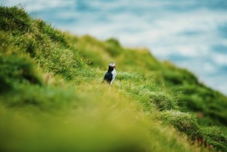 Puffin on green cliff overlooking ocean waves, bird, puffins, puffins, animal