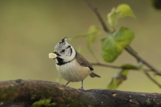 Crested tit with nut in beak sitting on tree trunk with twig and green leaves looking left