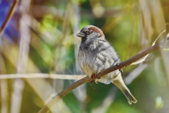 True Sparrow perching on the Branch Varna, Bulgaria