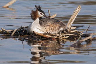 Great crested grebe on the nest