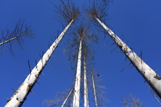 Dead Spruce (Picea abies) trees, Primeval forest Urwald Sababurg, Hofgeismar, Weser Uplands,