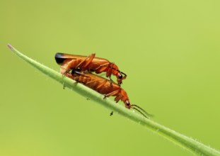 Reddish-yellow soft-bodied beetles mating