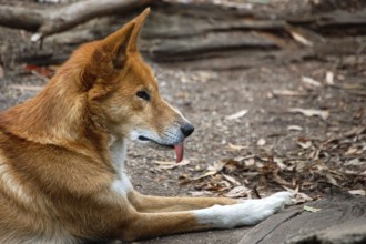 Portrait of a dingo, Australian wild dog, in the Healesville Sanctuary, Victoria, Australia