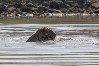 Tiger (Panthera tigris), Bengal tiger or Indian tiger, big cat (Pantherinae), carnivore