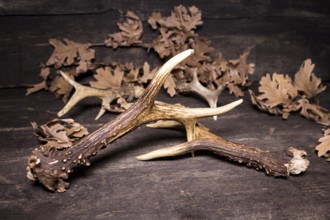 Deer Antlers Against Rustic Wooden Background