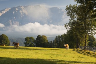 On a farm in the high mountains in Austria