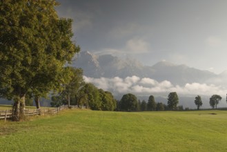 On pasture in the mountains