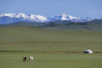 Mongolian landscape with mountain steppe with ger and herd of horses, sheep and cow. Western