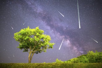 A view of a Meteor Shower and the Milky Way. Green plum tree with plums high in the mountain in the