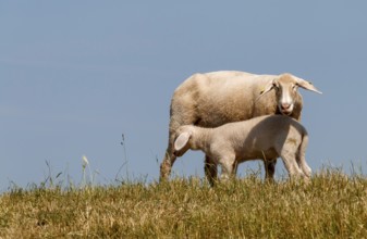 Ewe with lamb on the dyke, Lower Rhine, June, North Rhine-Westphalia, Germany