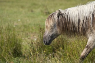 Portrait of a Konik horse