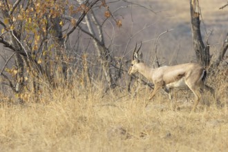 Chinkara (Gazella bennettii), a male, walking in a high, dry grass, in the wild, in Ranthambore