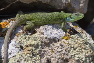 Balkan green lizard, Western giant green lizard, (Lacerta trilineata), lizard, lizard, reptile,